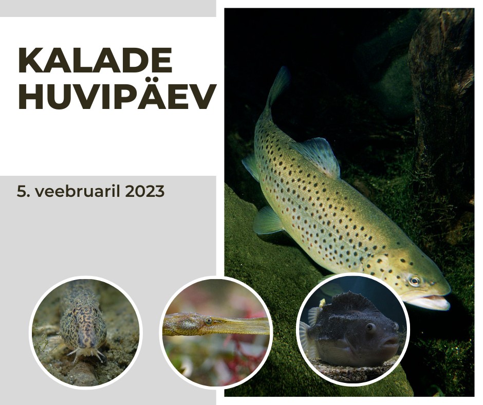 Kalade huvipäev